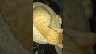 Cat breathing fast labored asthma pneumonia clavamox male orange kitten [upl. by Assiran833]