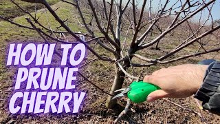 How to prune cherry [upl. by Lemkul]