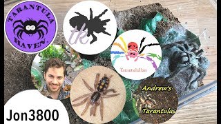 HORNED BABOON TARANTULAS ft special guests [upl. by Brunn]