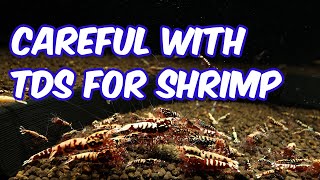 Careful with the TDS water parameter for shrimp [upl. by Flint]