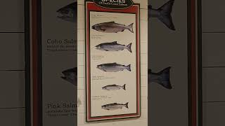 Fun Facts About Salmon From Icy Strait Museum Alaska salmon alaska hollandamerica eurodam [upl. by Copland739]