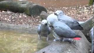 African Greys Eating Ice [upl. by Hnah]