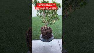 The Start of This Nursery Boxwood’s Bonsai Journeybonsai plants plantcare pruning plantlife [upl. by Orwin]