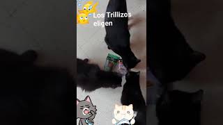 Gatos  Los trillizos eligen [upl. by Inoek270]