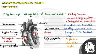 What are chordae tendineae What is their function [upl. by Enneira704]