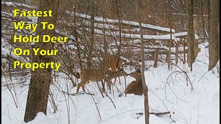 Instant Hinge Cutting Results For Deer Bedding and Security to Hold Deer [upl. by Irt728]