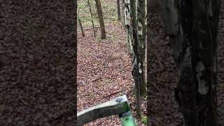 Oct 31 Day 15 Morning Video of Doe and Fawn bowtech bowhunting [upl. by Siocnarf]