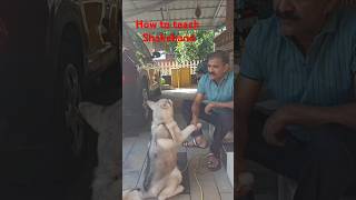 How to teach shakehand dogshorts dogs4u doglover dogowner pets dogslife [upl. by Marcel]