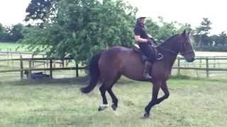 Slow motion horse canter with no stirrups [upl. by Kachine732]