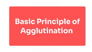 Explain Basic Principle of Agglutination [upl. by Lertsek274]