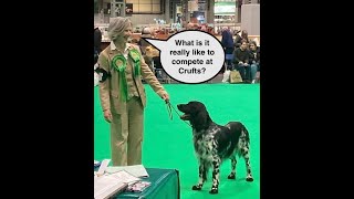 Crufts 2023 Best of Breed Large Munsterlander [upl. by Hildagarde]