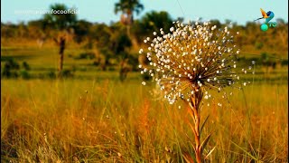 Explorando a Diversidade Natural do Tocantins Entre o Cerrado e a Amazônia [upl. by Oulman]