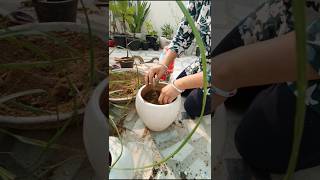 Lets grow nolina lolina palm ponytail palmchoti wala palm Viral short [upl. by Koenraad]