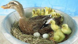 Try Hatching Duck Eggs With Duck  Cute Yellow Duck Hatching From Eggs [upl. by Acalia]