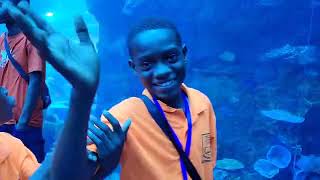 YOUNG EXECUTIVE SCHOOL TOUR SEA OF AQUARIUM IN DUBAI [upl. by Janeta]