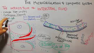 CVS physiology 82The interstitium amp interstitial fluidTissue gel collagen and proteoglycan fibers [upl. by Clerc]