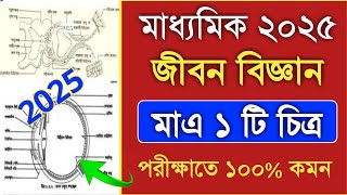 madhyamik life science chitro 2025  চিত্র  madhyamik jibon bigyan suggestion 2025 [upl. by Tilford]