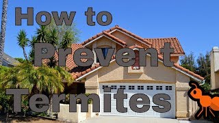 How Can I Prevent a Termite Infestation [upl. by Wassyngton]