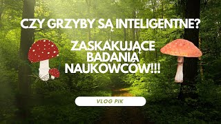 Czy grzyby są inteligentne Ciekawe badania naukowców [upl. by Ramled952]