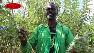 Edible Trees Fodders for Livestock [upl. by Costa]