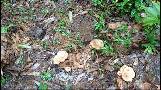 Rainwater filled infundibuliform or funnel shaped Lentinus velutinus in Gulem Canacona 3 [upl. by Rehpotisrhc46]