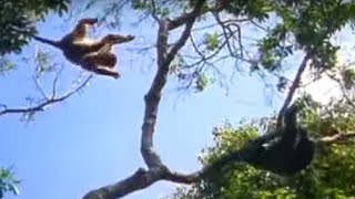 Ugandan Chimps Hunting  Life of Mammals  BBC Earth [upl. by Gearhart]