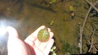 Baby Northern Redbellied Turtle Rescue [upl. by Kristos]