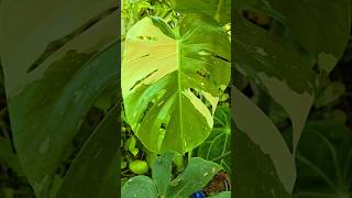 New beautiful leave of Monstera Thai Constilation leavesonlyleaves plantcaretips balconygardening [upl. by Dreddy]