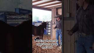 Weanling and farrier prep wwweicherranchcom horse weanling horsetraining farrier [upl. by Walling948]