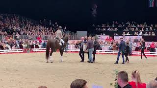 Årets hingst i Dansk Varmblod 2019 Skovens Rafael [upl. by Chiang930]