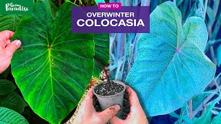 How to care for Colocasia Taro plants in winter [upl. by Henrion]