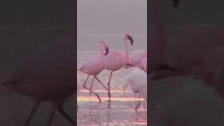 STOP Believing These Flamingo Myths [upl. by Felecia]