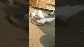 trending aseelmurga birds ytshorts pigeon pets [upl. by Annawaj862]