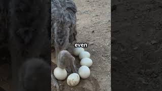 Do Ostriches Really Bury Their Heads facts ostrich youtubeshorts craziestfacts animals [upl. by Irek]