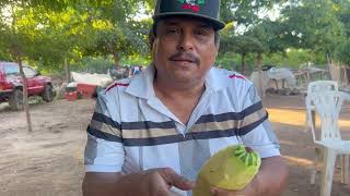 Prepare colache de calabacitas [upl. by Nosidam789]