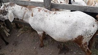 feira de ovelhas de CACHOERINHA PE do dia 10102019 [upl. by Joye]