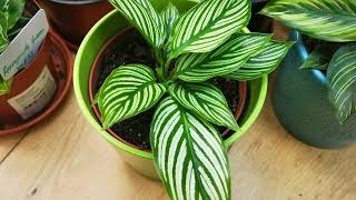 Time to repot the Calathea Parbivlogs foilageSense [upl. by Eilla]