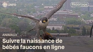 Une famille de faucons populaire à l’Université de Montréal [upl. by Hayott436]