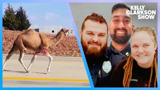 Kansas Cops Lasso Runaway Camel After Bizarre Car Chase [upl. by Zorina446]