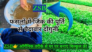 फसलों में जिंक के फायदे।। Zinc solubilizing biofertilizer zsb organicfarming agriculture kheti [upl. by Lamrej]