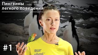 Пингвины легкого поведения поощрительное спаривание у пингвинов Адели  Все как у зверей 1 [upl. by Llertnac]