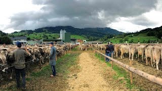 Zusammenfassung Nesslauer Viehschau 2019  Teil 2  im schönen Toggenburg [upl. by Yaj536]