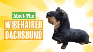 Wirehaired Dachshund Dog Breed [upl. by Llenet]