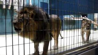 Lions Roaring at the Berlin Zoo [upl. by Onoitna964]