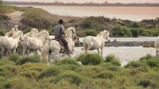 Camargue le far west méditerranéen [upl. by Wickman]