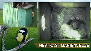 Nestkast Marienvelde 2024 Kat vernielt nest [upl. by Nylassej610]