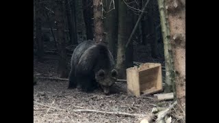 Incontro con ORSO in TRENTINO nella Valle del Chiese [upl. by Noval]