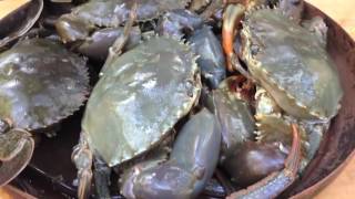 MeredithWolfe EP 3  HUGE MUDCRABS Caught BAREHANDED  Catch n Cook  With BUTTER LEMON Sauce [upl. by Etteuqram]