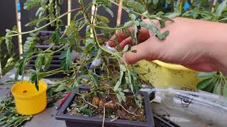 Mimosa bonsai pruning [upl. by Clemmie]