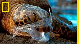 See How It Feels to Be an Ocean Animal Stuck in a Plastic Bag  National Geographic [upl. by Irby]